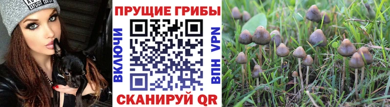 Галлюциногенные грибы MAGIC MUSHROOMS  Свободный 